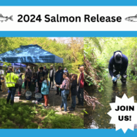 salmon release event