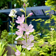 Krukberg garden mothers day