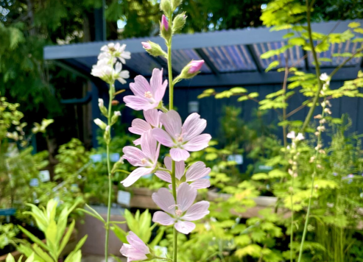 Krukberg garden mothers day
