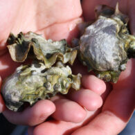 destination oysters hood canal