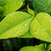 leaf earth day