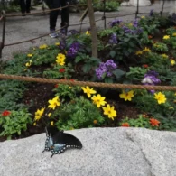 butterfly garden