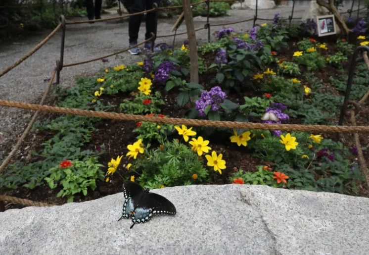 butterfly garden