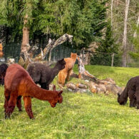 picnic with alpacas duvall