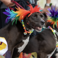 paws and pride