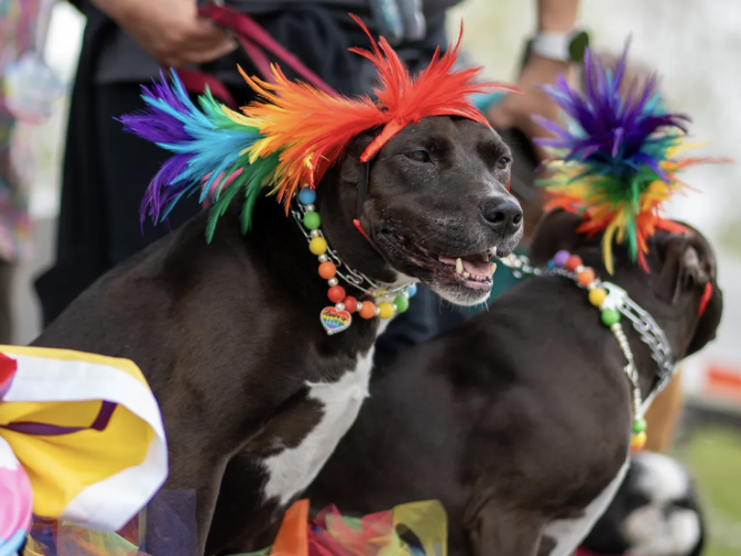 paws and pride