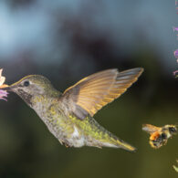 Birds, bees and phones