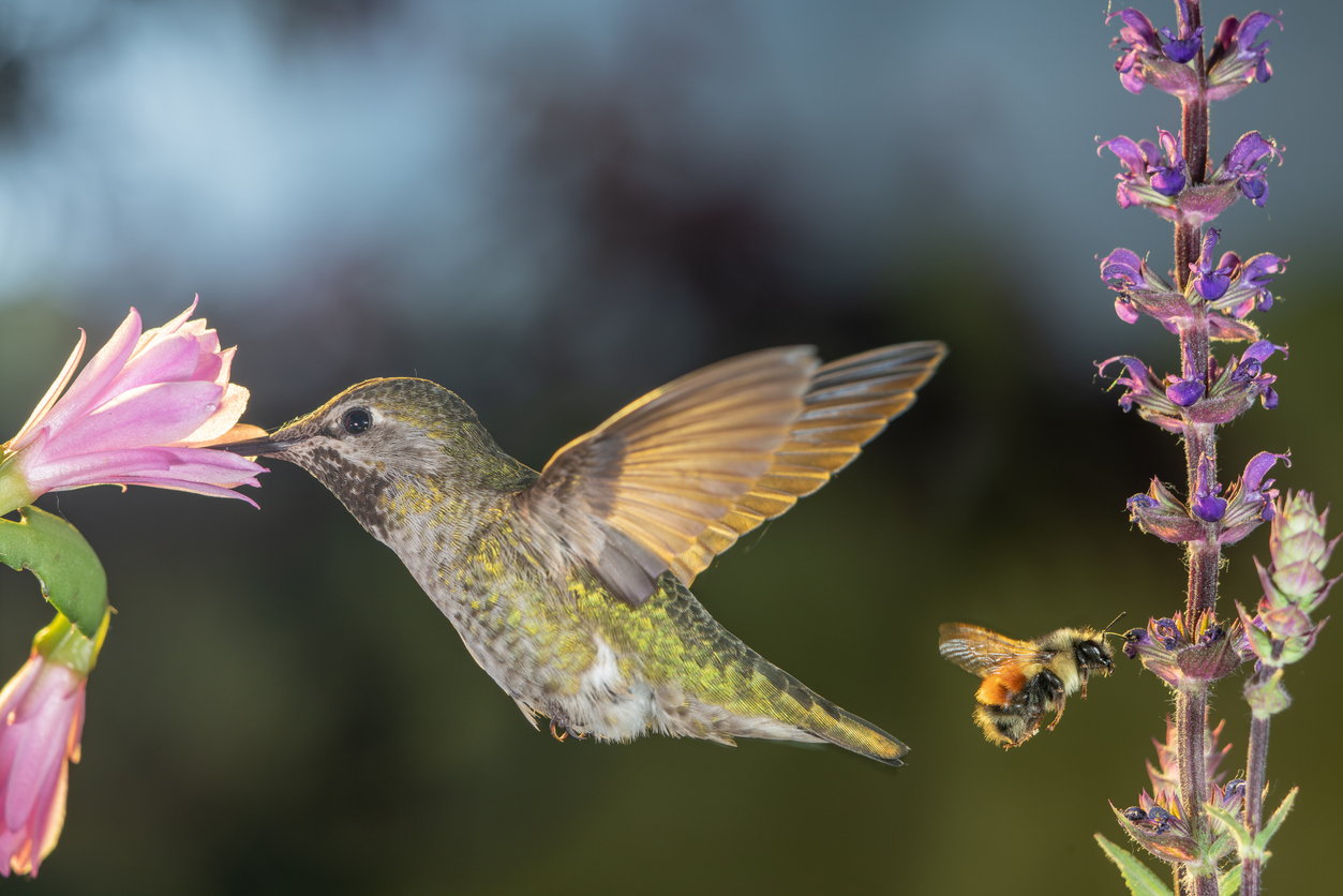 Birds, bees and phones