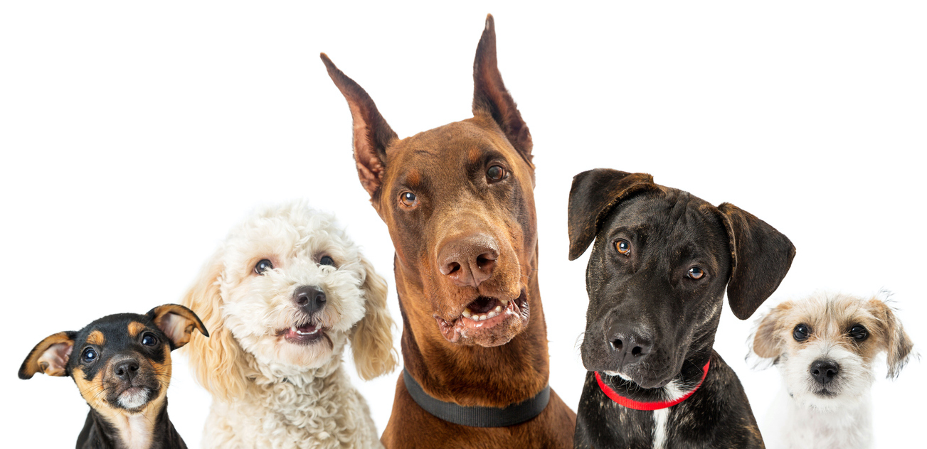 Dad Next Door: Leader of the pack