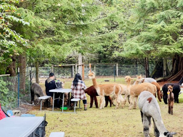 Picnic with alpacas (Photo courtesy: Enchanted Farms). 