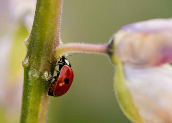 Pollinator Path at PacSci ladybug