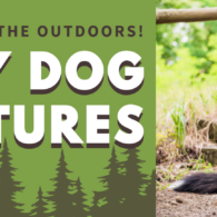 dog adventures event