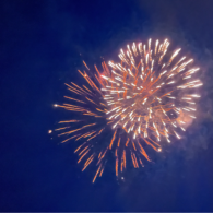 carnation 4th of july