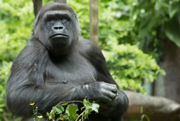 waiting for baby gorilla