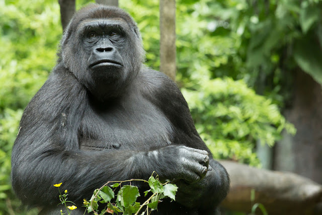waiting for baby gorilla