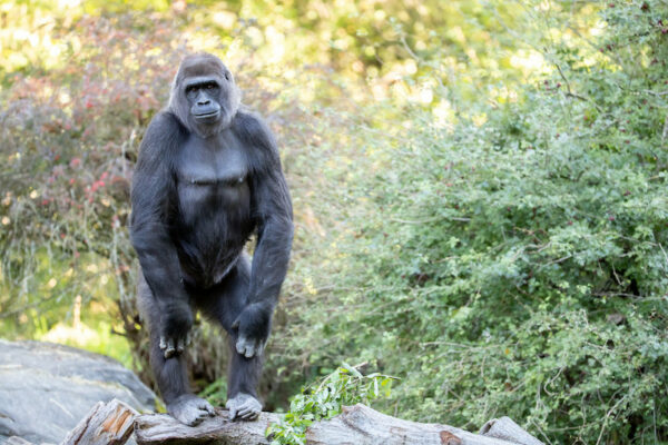 Baby gorilla