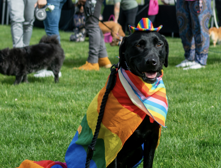 Paws and Pride Walk. (Photo courtesy: Bellevue Downtown Association). 