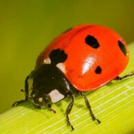 gf-pest-id-lady-bugs.