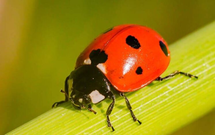 Bug Week Workshop: What are Beneficial Bugs at the Newport Way Library ...