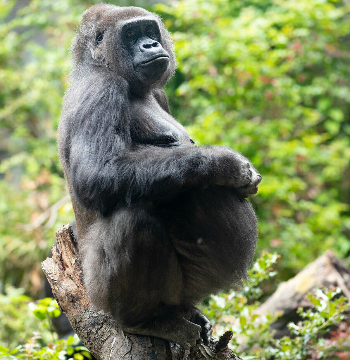 Update zoo baby gorilla