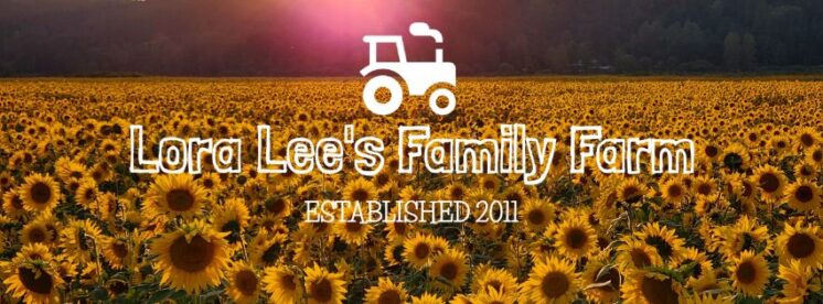 sunflower festival kickoff