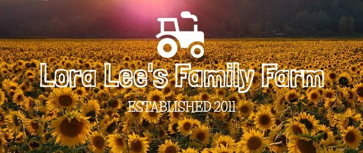 sunflower festival kickoff