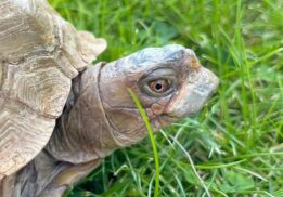 Henrietta the tortoise at Cougar Mountain Zoo source FB
