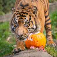 zoo boo at pdza