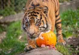 zoo boo at pdza
