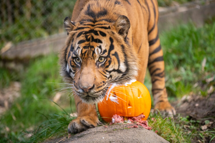 zoo boo at pdza