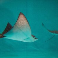 Point-Defiance-Zoo-and-Aquarium-4