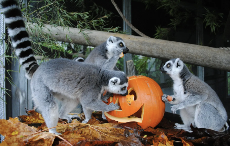 halloween at cougar mountain zoo