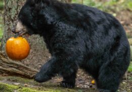 hero-black-bear-pumpkin-walking-scaled