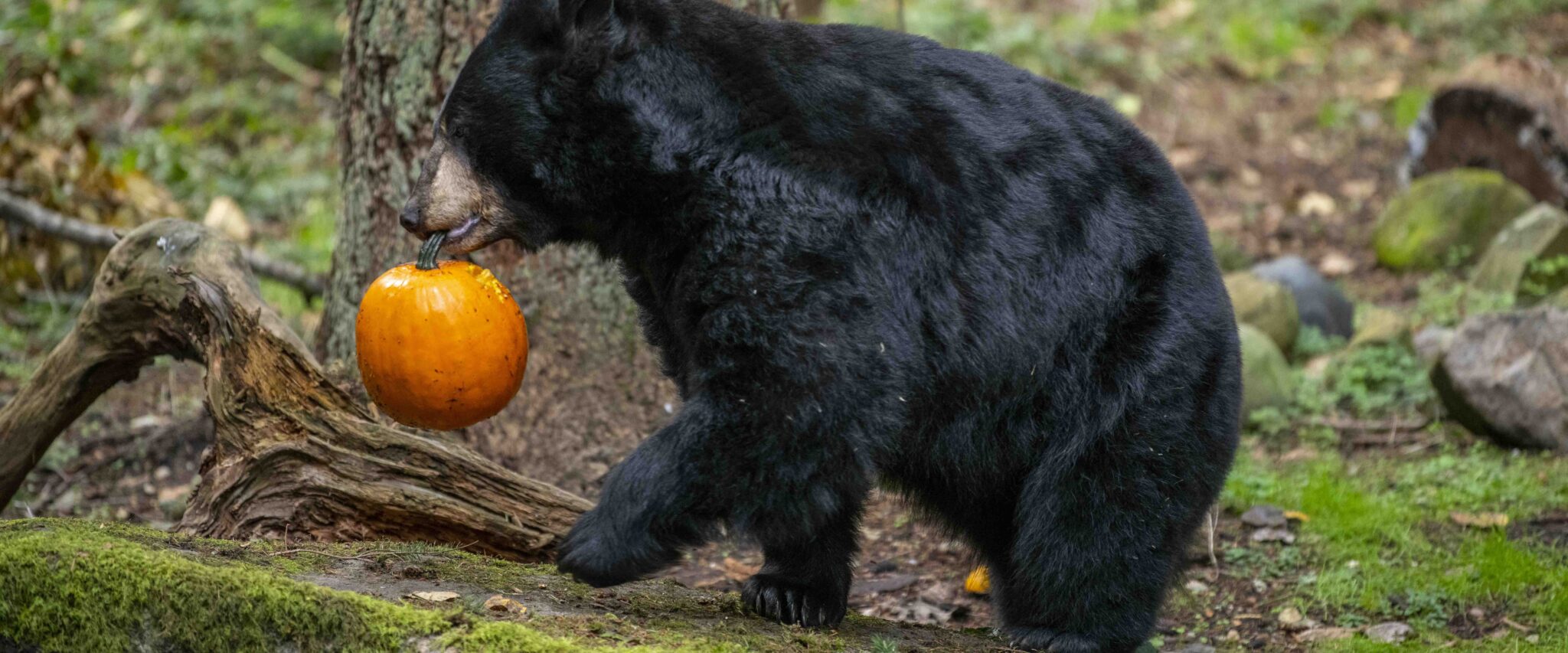 hero-black-bear-pumpkin-walking-scaled