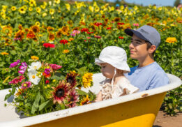 Sunflower Festival at Mountainview Blueberry Farm. (Photo courtesy: Stocker Farms).
