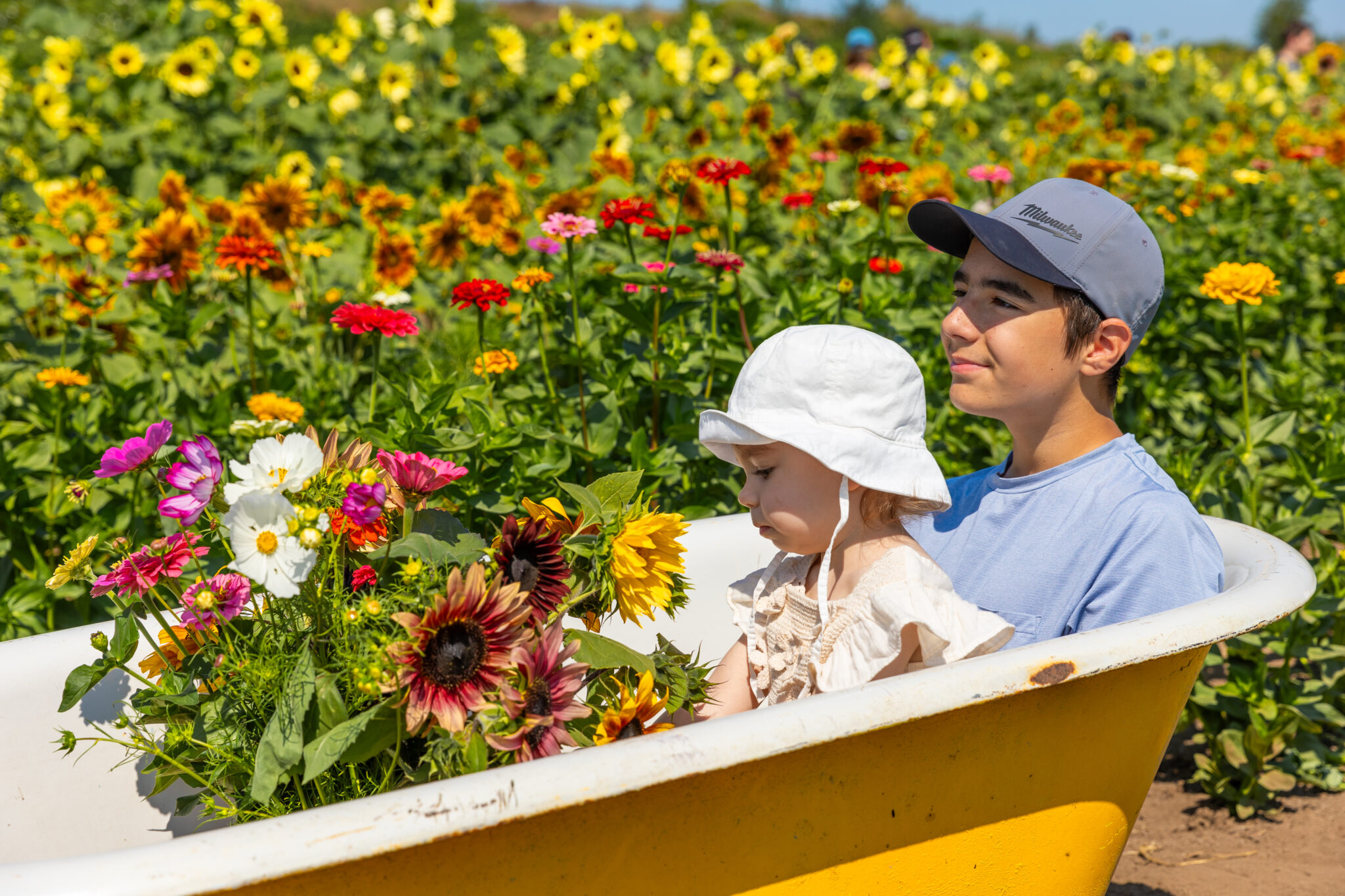 Sunflower Festival at Mountainview Blueberry Farm. (Photo courtesy: Stocker Farms).