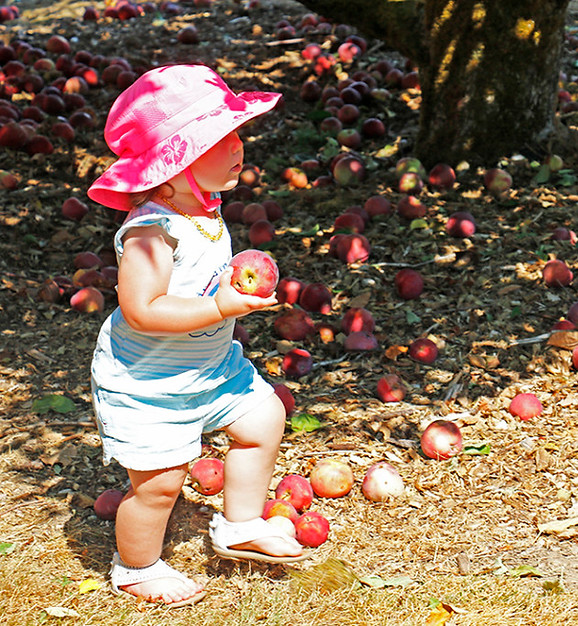 community harvest day