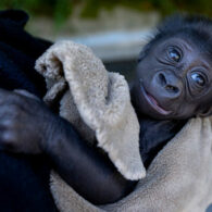 Baby gorilla will move