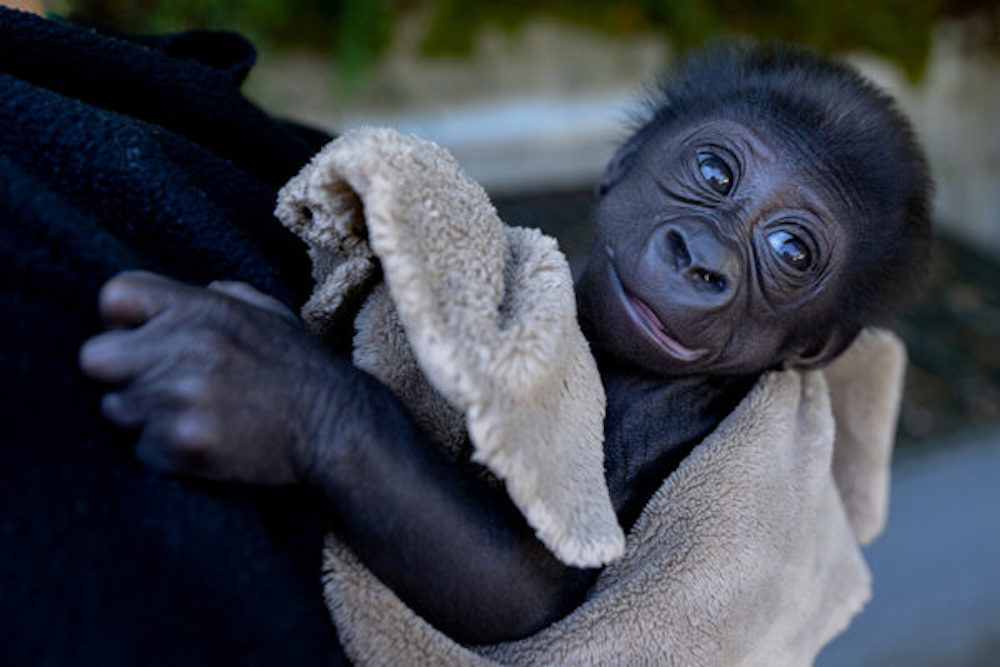 Baby gorilla will move