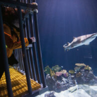 KBYG-Shark-Dive-e1525199311240