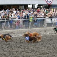 Wiener-Dogs
