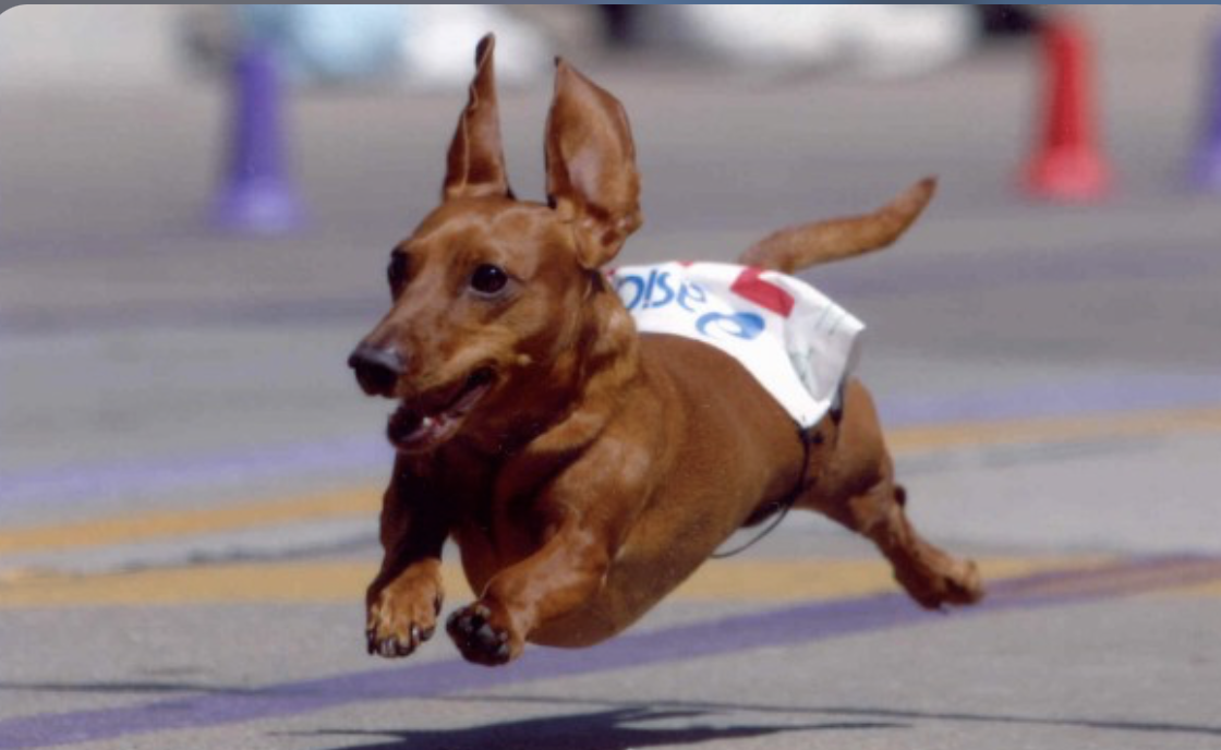 weiner dog races