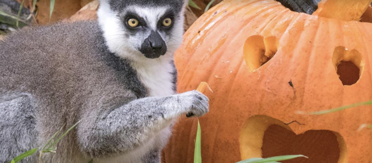 woodland park zoo halloween