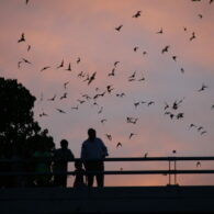 bat night