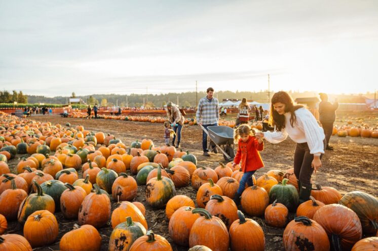 fall festival and pumpkin patch