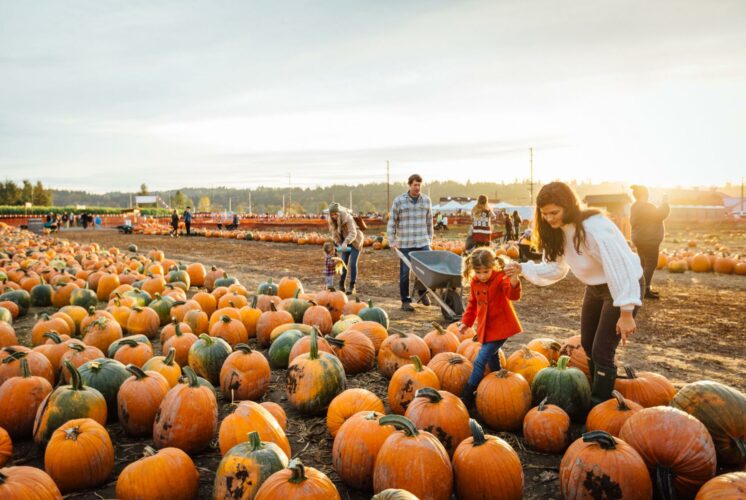 fall festival and pumpkin patch