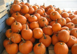 pumpkins