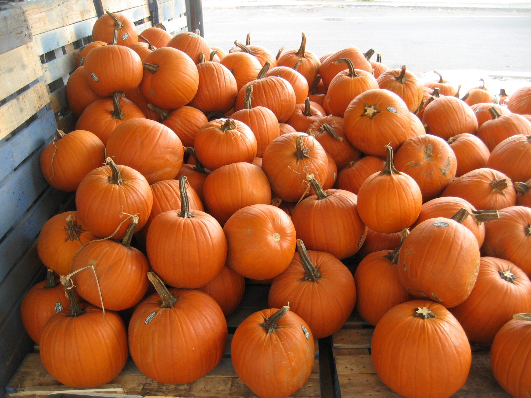 pumpkins
