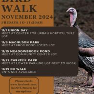 bird walk