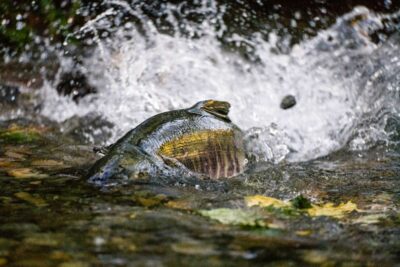 salmon carkeek park
